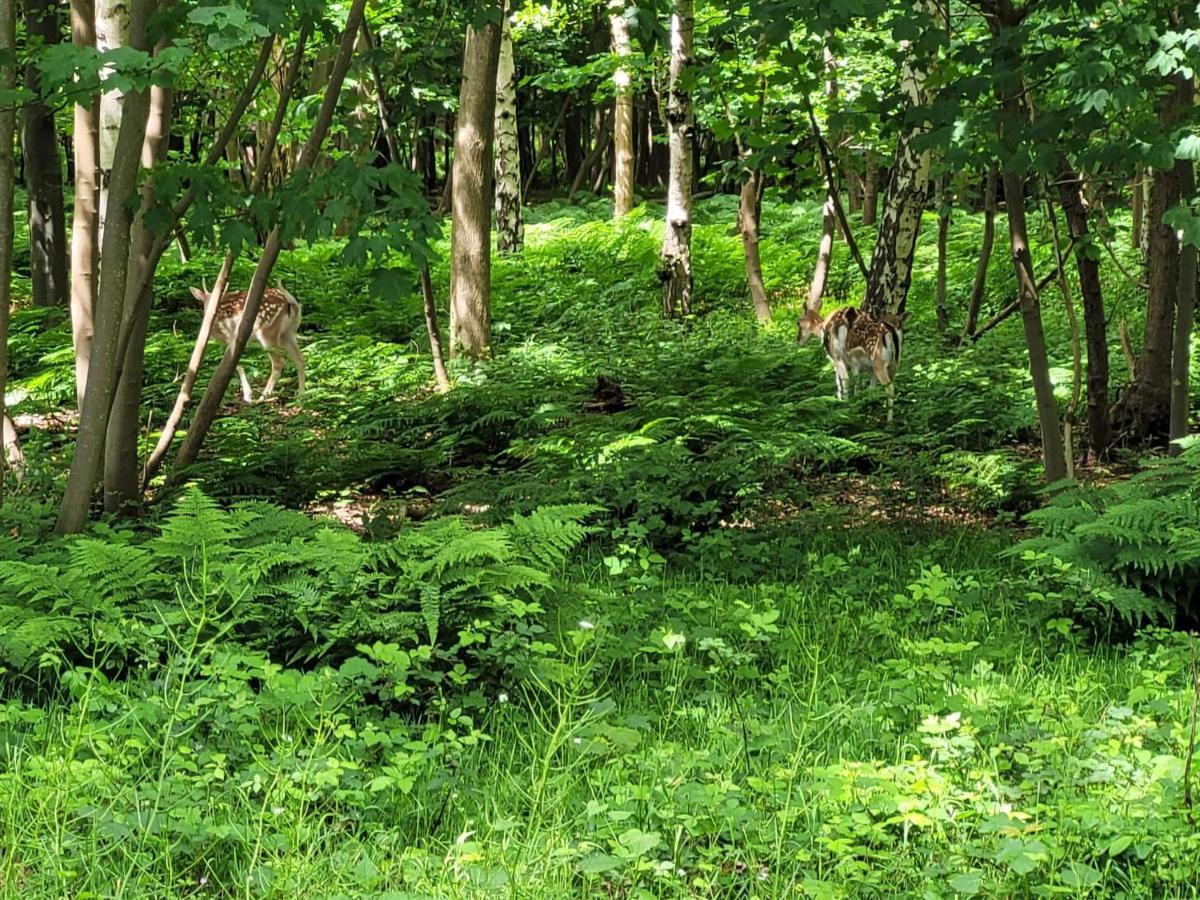 אוסטקאפלה Beach & Forest Retreat -Domburg- מראה חיצוני תמונה
