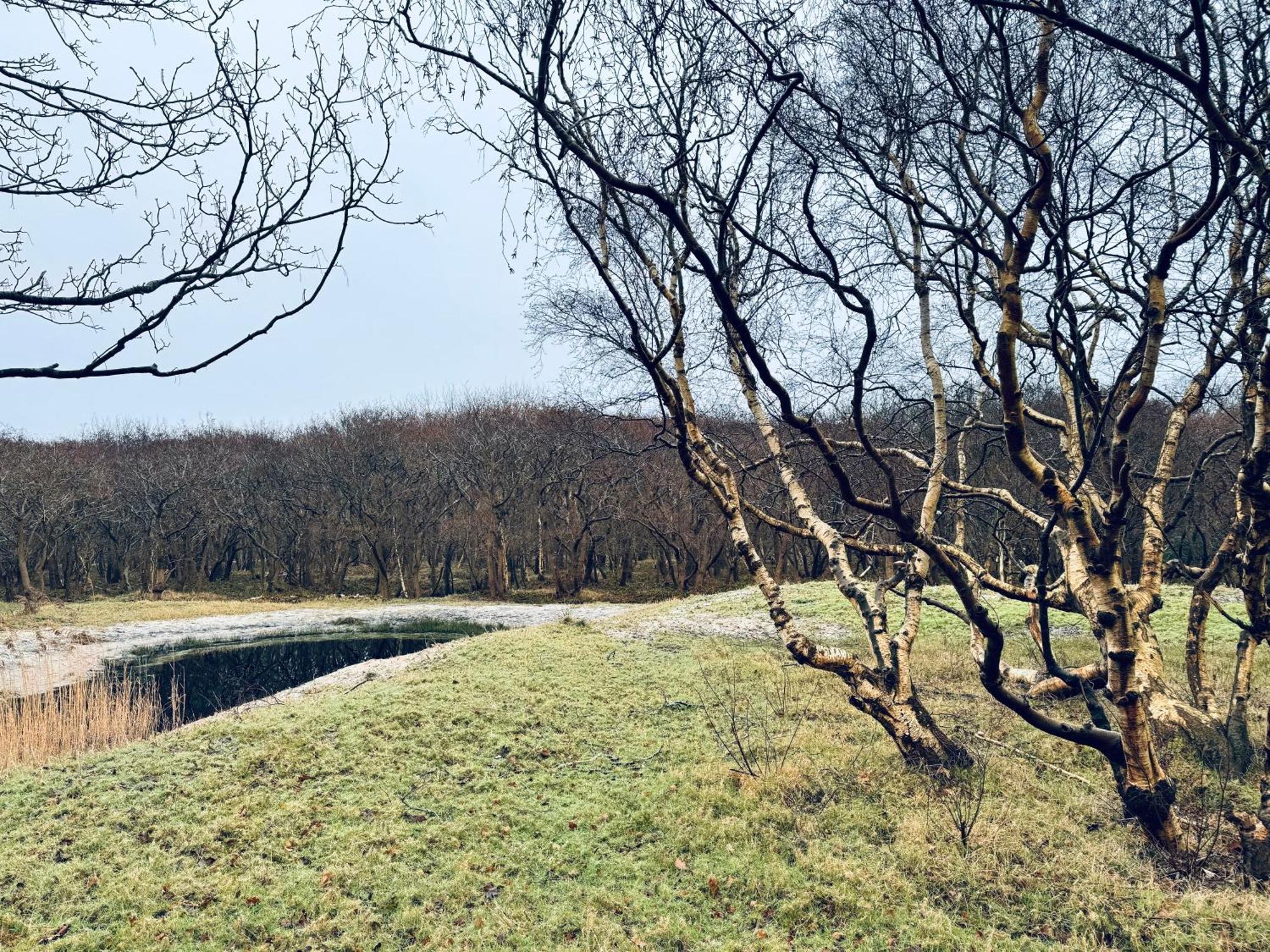 אוסטקאפלה Beach & Forest Retreat -Domburg- מראה חיצוני תמונה