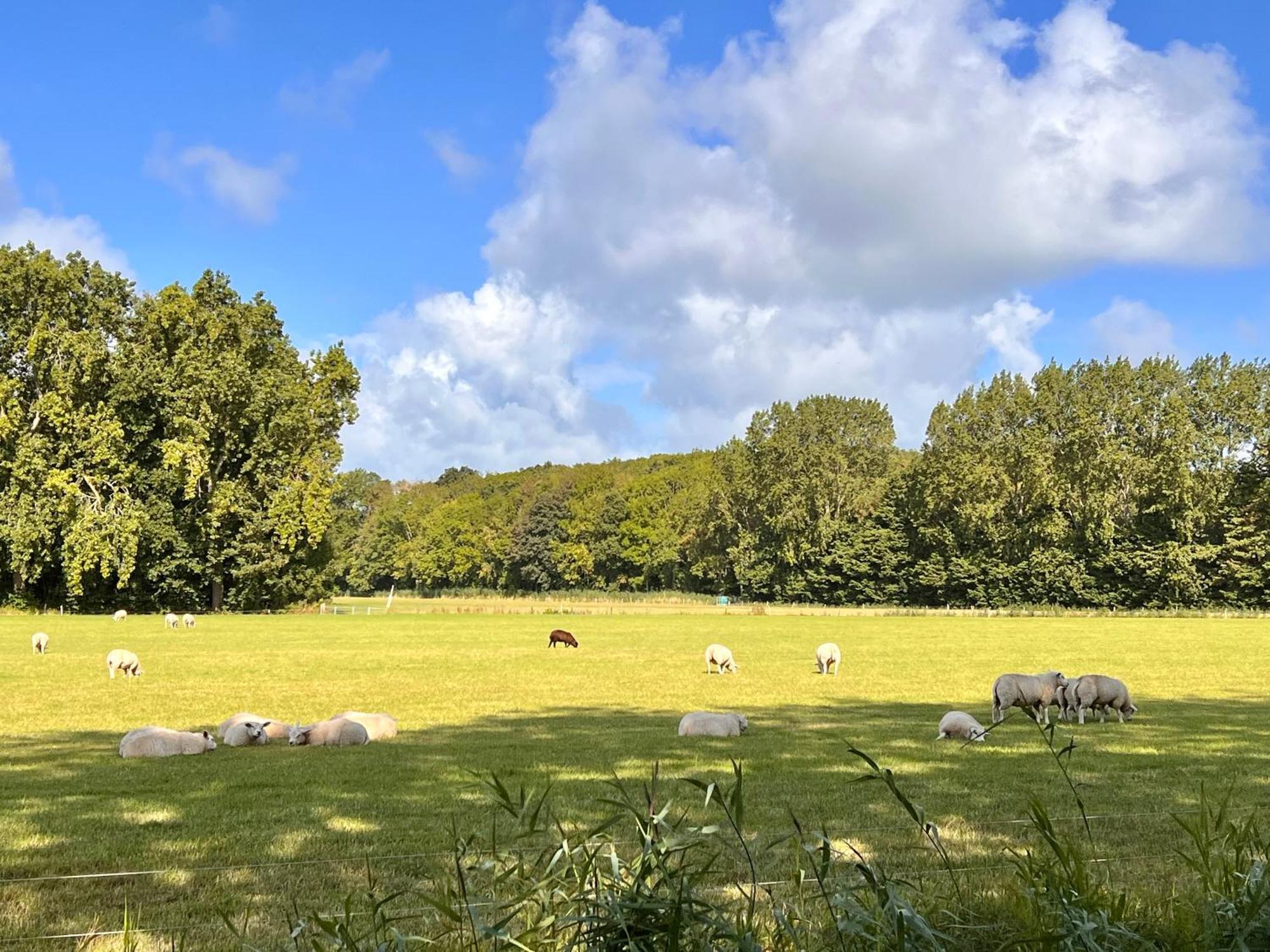 אוסטקאפלה Beach & Forest Retreat -Domburg- מראה חיצוני תמונה